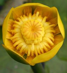 Nuphar lutea. A flower from above showing two whorls of five outer tepals, numerous whorls of smaller inner tepals, numerous strap-like stamens, and a syncarpic ovary with sessile stigmatic rays on the ovary disc.
 Image: T.K. James © T.K. James 2019 All rights reserved